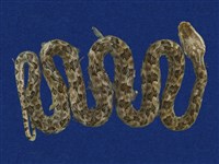 藏品(龜殼花)的圖片